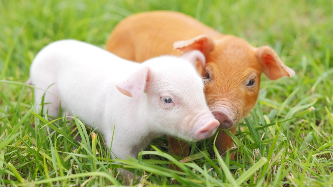This image has an empty alt attribute; its file name is cute-piglets-azuni.jpg