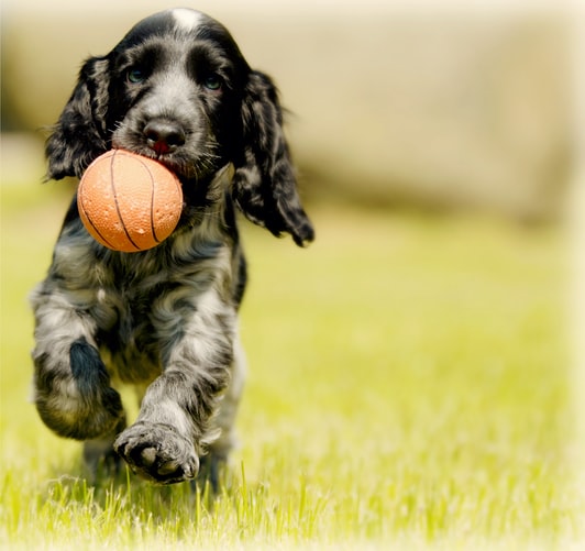 This image has an empty alt attribute; its file name is puppy-in-chasing-ball.jpg